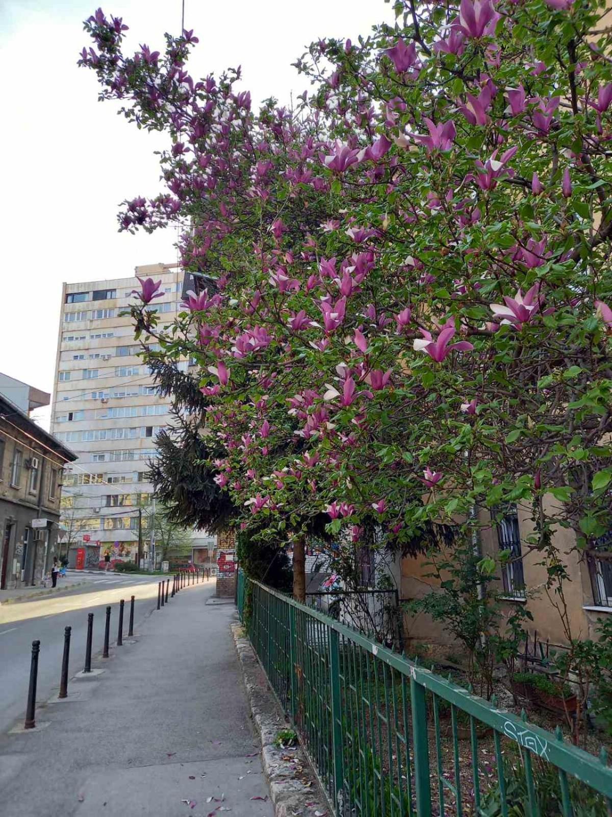 Hansa Apartment Sarajevo Esterno foto